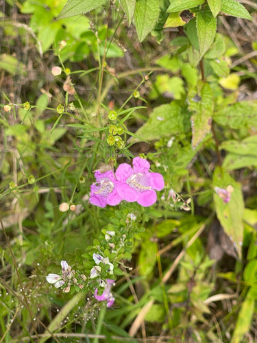 Agalinis purpurea, photograph 2