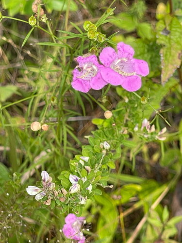 Agalinis purpurea, photograph 1
