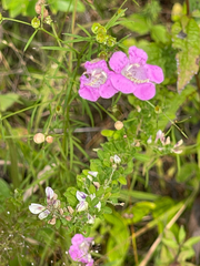 Agalinis purpurea, photograph (c) Rachel Stepek, some rights reserved (CC BY)