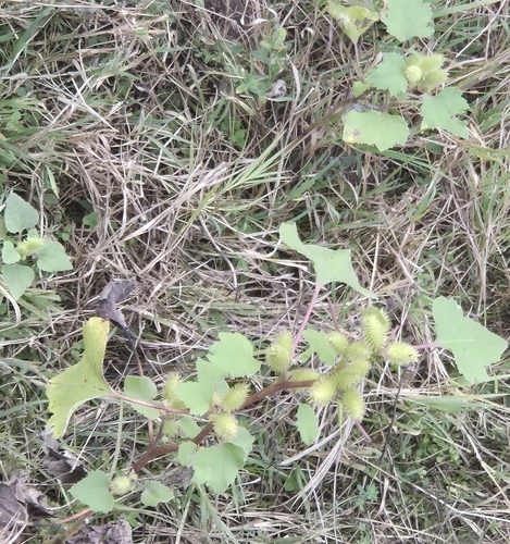 common cocklebur