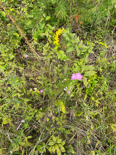 Agalinis purpurea, photograph 3