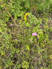 Agalinis purpurea, photograph (c) Rachel Stepek, some rights reserved (CC BY)