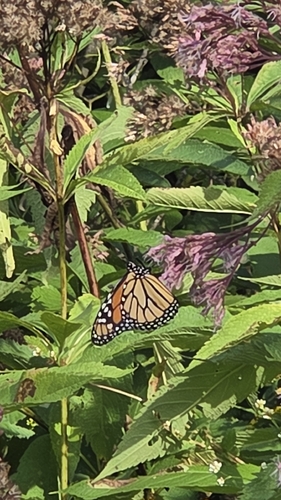 Monarch