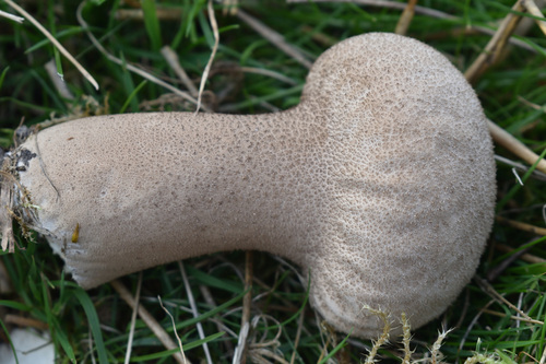 Pestle Puffball