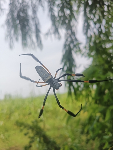 banded-legged golden orb-web spider