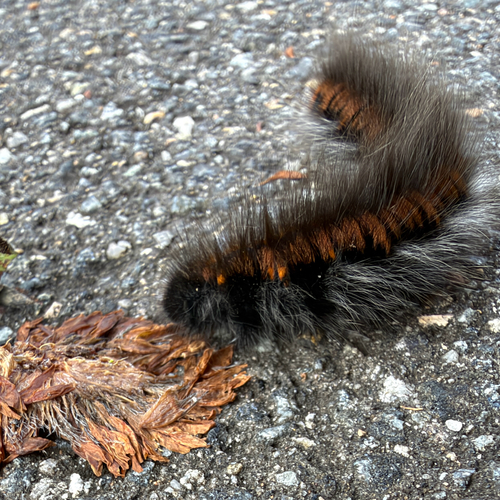 Fox Moth