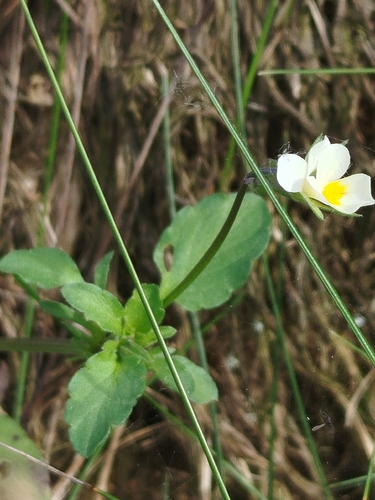 European field pansy
