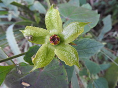 Gonolobus erianthus