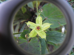 Gonolobus erianthus