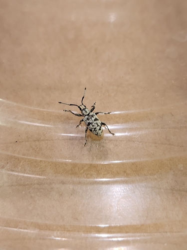 Sri Lanka Weevil