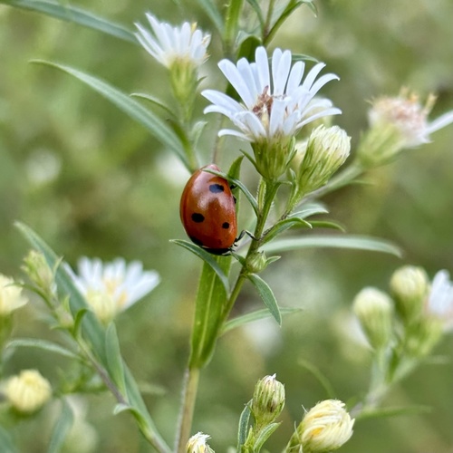Seven-spotted Lady Beetle