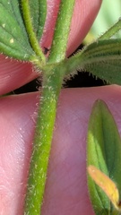 Hypericum hirsutum, photograph (c) guywallbanks, some rights reserved (CC BY)