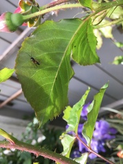 Diplazon laetatorius