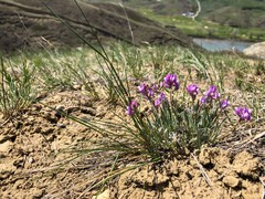 Astragalus spatulatus