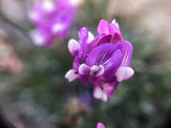 Astragalus spatulatus