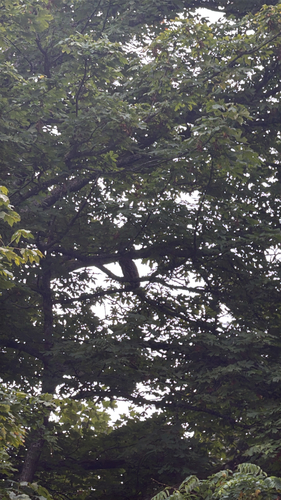 Barred Owl