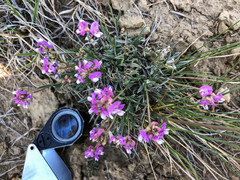 Astragalus spatulatus