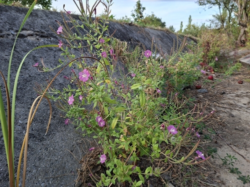 Great Willowherb