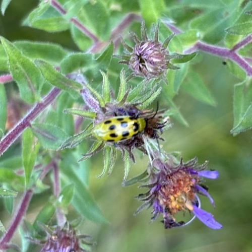 Spotted Cucumber Beetle
