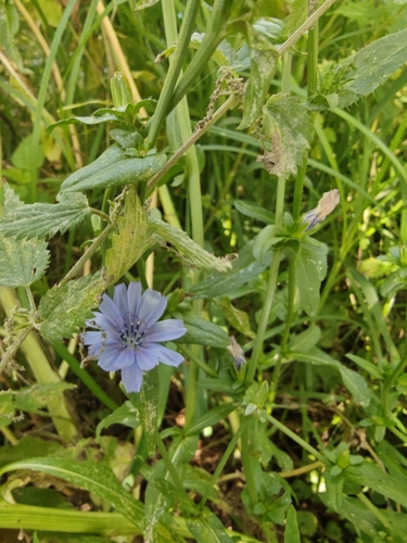 chicory