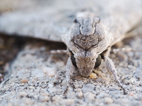 Convolvulus Hawkmoth