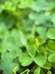 Oxalis dillenii, photograph (c) Martin Scheidleder, some rights reserved (CC BY)