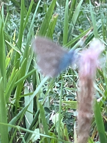 Common Blue