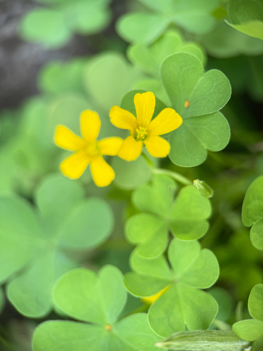 Oxalis dillenii, photograph 4