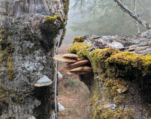 Dryad's Saddle