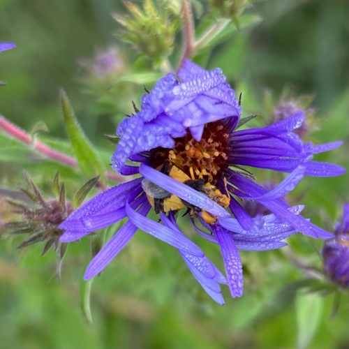 Jagged Ambush Bug
