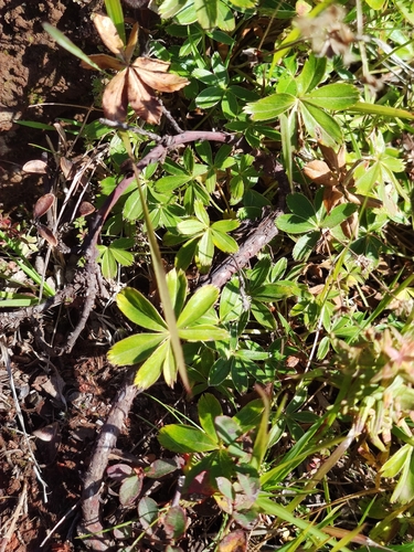 Alchemilla alpina, photograph 4