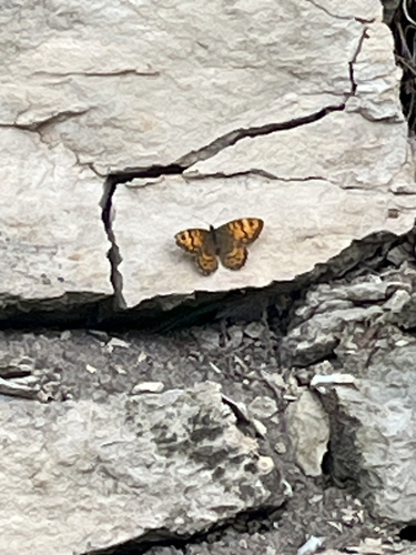 Wall Brown