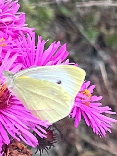 Small White