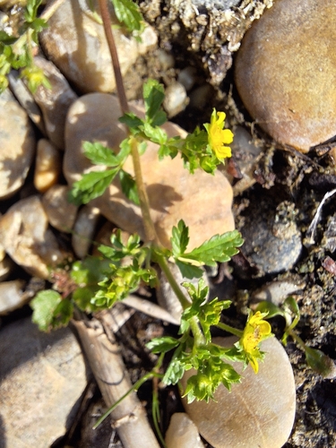Carpet Cinquefoil