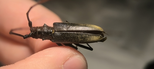 Carpenter Sawyer Beetle