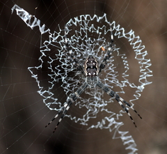 Argiope mascordi