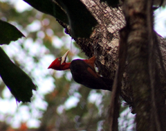 Campephilus rubricollis