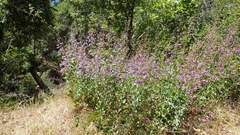 Penstemon spectabilis spectabilis