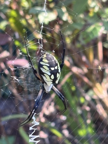 Yellow Garden Spider