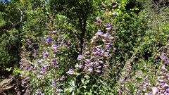 Penstemon spectabilis spectabilis