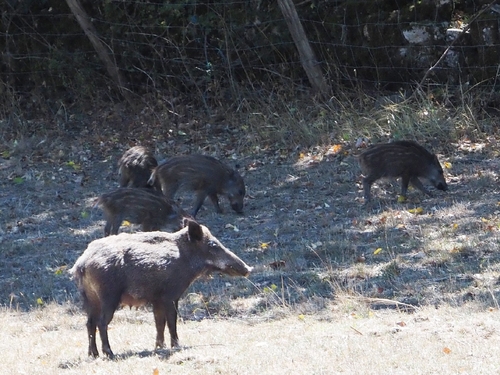 Wild Boar