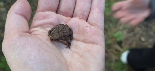 European Toad