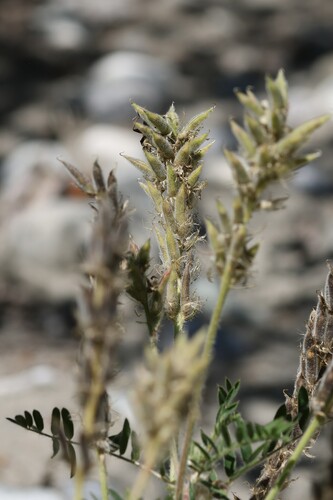 Oxytropis pilosa, photograph 1
