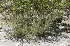 Oxytropis pilosa
