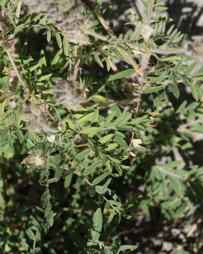 Oxytropis pilosa, photograph 2