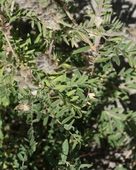 Oxytropis pilosa, photograph (c) Antoine Thivolle, some rights reserved (CC BY)