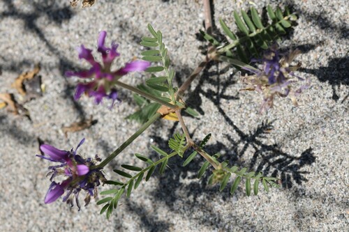 Astragalus onobrychis, photograph 1