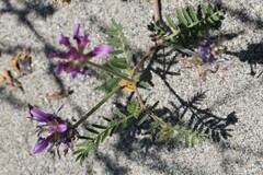 Astragalus onobrychis, photograph (c) Antoine Thivolle, some rights reserved (CC BY)