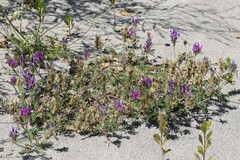 Astragalus onobrychis