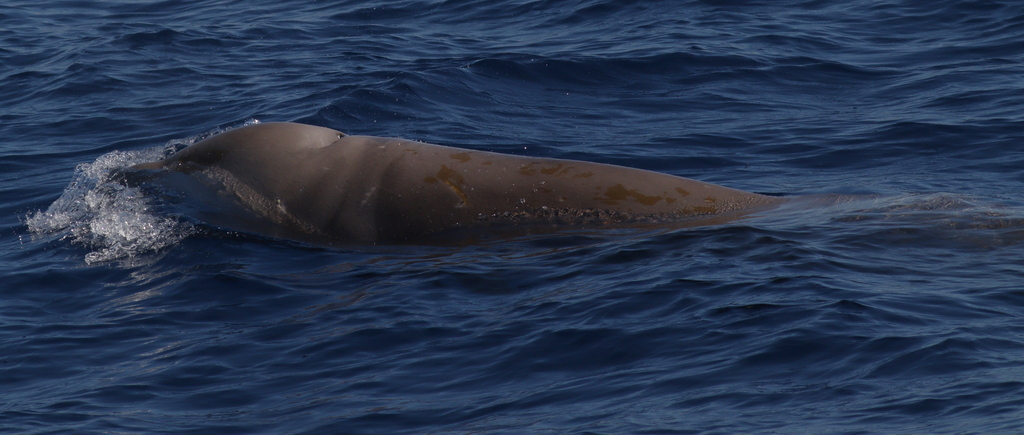 Cuvier's beaked whale surfacing in deep blue water